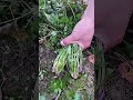 Coriander leaves cutting with scissors.