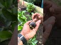 നേഴ്സറിക്കാർ വിദേശ പഴച്ചെടികൾ വാങ്ങുന്ന അയർലണ്ട് കാരന്റെ തോട്ടം Exotic fruit farm Kerala