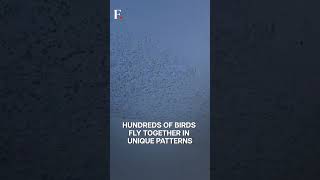 Watch: Birds Fly Strangely As Earthquake Hits Japan | Subscribe to Firstpost