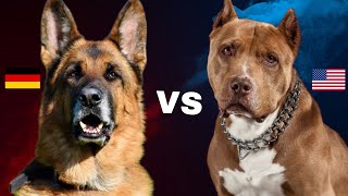 Breed Showdown German Shepherd Vs Pit Bull