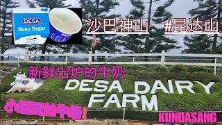 沙巴神山之旅   小纽西兰牛场    Desa Dairy Farm    Kundasang Trip    亚庇，昆达山      阴天朦胧美    新鲜出炉的牛奶