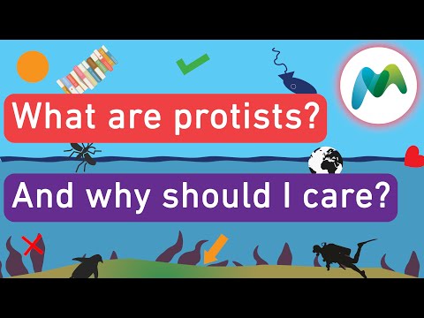 What are the main types of protists?