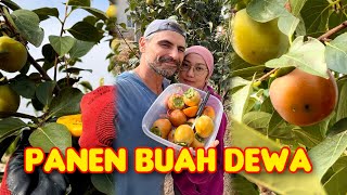 Perdana panen dan langsung makan buah kesemek/persik langsung dari pohonnya