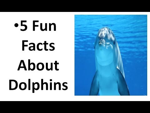 5 Fun Facts About Dolphins - YouTube