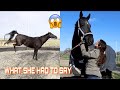 HORSE PSYCHIC TALKS TO PROBLEM HORSE