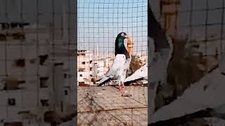 Pakistani kabutar 💕|| Pakistani pigeon 😍|| Pakistan Kabootar 👆|| Pakistani Kabootar 🙈💯