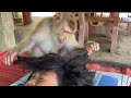 Zueii Tired Of Groom Hair Long| Asmr Monkey Grooming Her Sister Napping