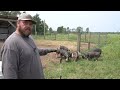 Pasture Raised Pigs First Move After The Training Area