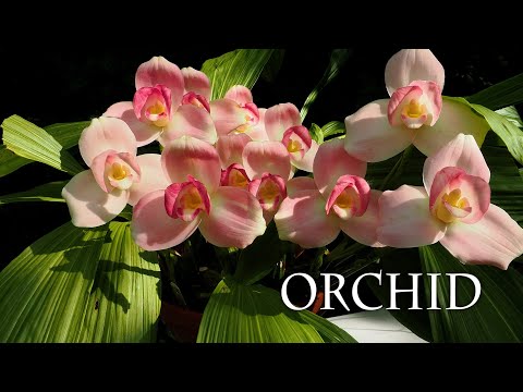 【4K Orchid】Autumn Orchid Exhibition TOKYO 2023　東京の秋の洋ラン展 2023　#orchid #orchids