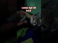 2 Bocil ‼️ Sepasang Anak kucing kampung lucu lincah lasak n menggemaskan 😹😹😹😹