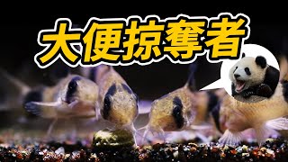 鼠魚怎麼養？在人都會被沖倒的溪流中才能養的活？