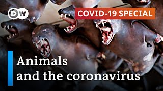 What role do animals play in the coronavirus pandemic? | COVID-19 Special
