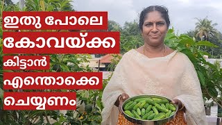 ടെറസ്സിലെ കോവൽ കൃഷി | Tips and tricks for ivygourd or kovakka farming on terrace in container