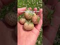 DELICIOUS HOMEGROWN PINEBERRIES 🍓 #shorts #ytshorts #pinebeeries#homegrown