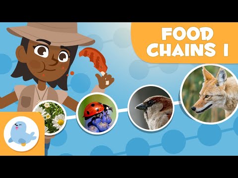 What are 3 examples of food chains that exist in nature?