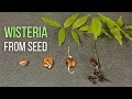 How to grow Wisteria from seed