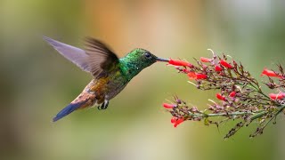 Bring all the hummingbirds to your yard with these plants - New Day NW
