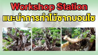 Bonsai Station [Workshop Station] EP.27 แนะนำการทำไม้ซาก (พุดป่า)