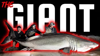The Largest Great White Shark Ever Caught From Shore on Film