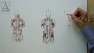 Muscles of the Body - Anatomy Master Class for figurative artists