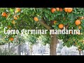 Como germinar y sembrar mandarina