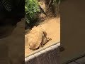 Tortoises having a good time/ loro parque, Tenerife