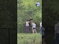 Group seen pulling black bear cubs from tree to get selfie