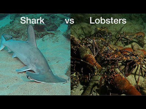 Do sharks eat lobster?