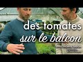 Tomates en pot sur terrasse ou balcon : comment faire ?