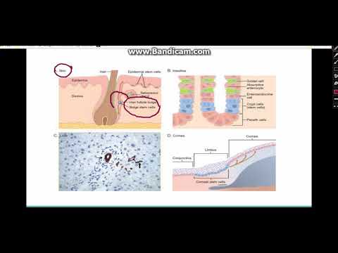 Stem Cell Youtube