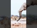 Lovely Moments of Lions 🦁 :Lion Encounters with Large Animals 📹