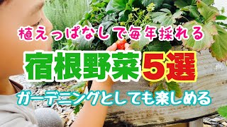 【家庭菜園】毎年宿根する野菜５選の紹介！一度植えればずっと楽しめます！！