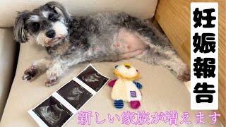 【妊娠報告】新しい家族が増えます🐶妊娠が分かった日の記録【シュナウザー】