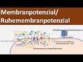 Membranpotential / Ruhepotential / Ruhemembranpotential [Biologie, Neurobiologie, Oberstufe]