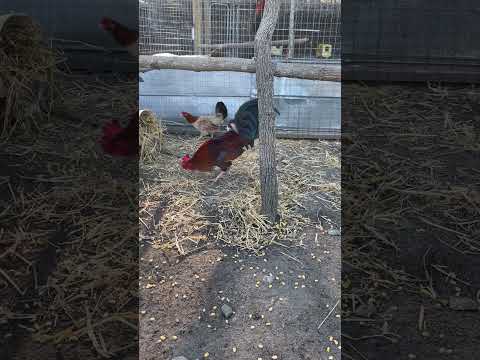 Game Bird Farm - YouTube