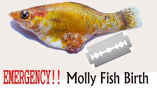Emergency Molly Fish Birth |  Molly Giving Birth