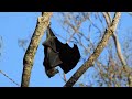 Australian Native Fruit Bat at Camelia Gardens.