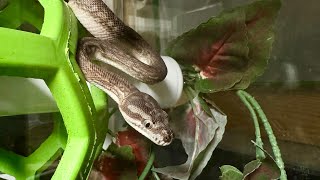 Morelia Minutes: Mobius - Bredl’s Python