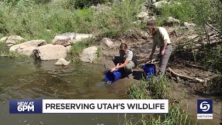 DWR releases 1,000 native fish into Weber River