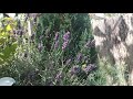 The Benefits Of Planting Lavender In Your Garden - Edible Landscape Garden Tour