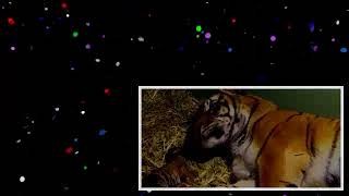Birth of Twin Tiger Cubs _ Tigers About The House _ BBC