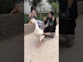 البطه البطه البطة 🦢 | duck