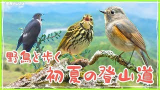 初夏の山でまさかの出会い in山梨 《野鳥撮影vlog》｜ジュウイチ、ルリビタキ、キバシリ、ビンズイ