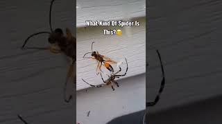 What Kind Of Spider Is This?? #fvcknahchos #spider