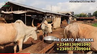 LATEST PRICE OF COW, GOAT, SHEEP AND RAM AT THE BIGGEST LIVESTOCK MARKET IN BENIN CITY