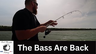 They're Back !!! | 1st Summer Bass Session | River Stour | UK