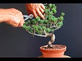 White Pine Bonsai Shoin Size