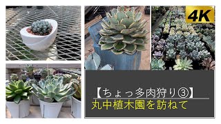 🌵【ちょっと多肉狩り③】　～丸中植木園を訪ねて～　（4K映像）