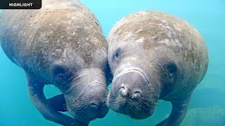 Underwater Manatee Cam at Homosassa Springs | Highlights 2025