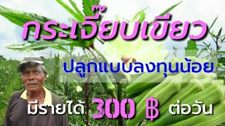 กระเจี๊ยบเขียว ปลูกแบบลงทุนน้อยมีรายได้ 300 บาท ต่อวัน